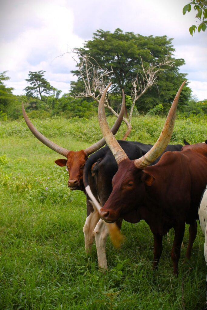 Ankole cattle with long horns grazing in western Uganda