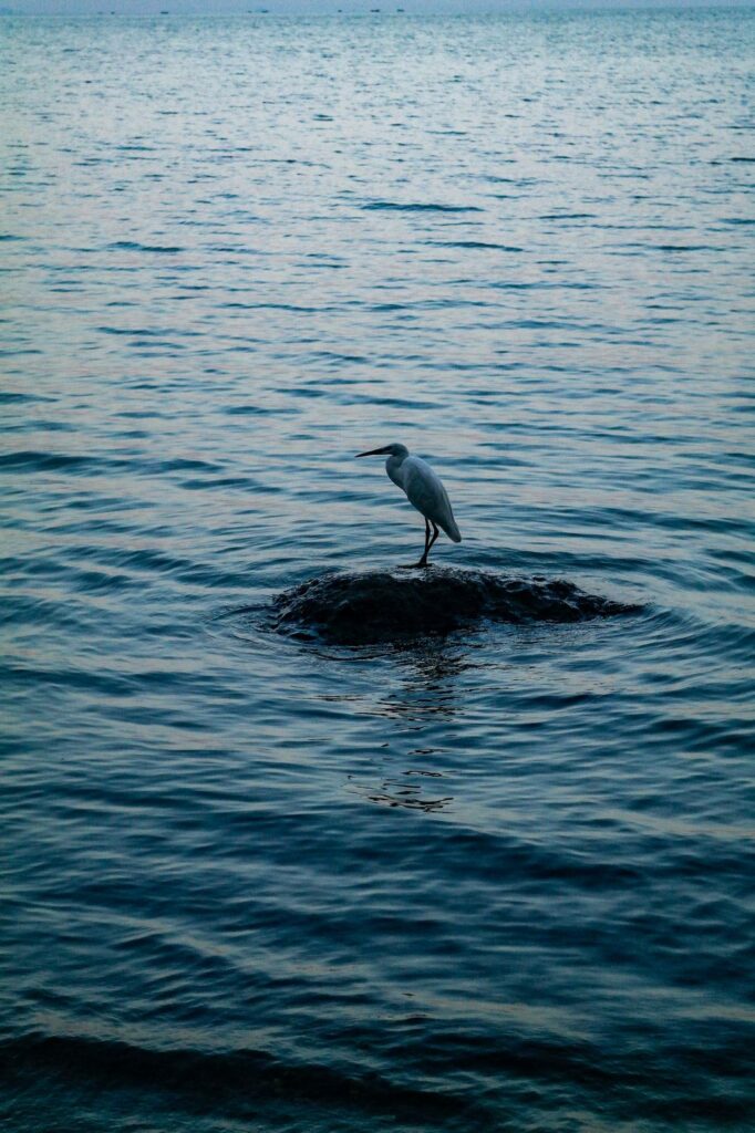 Egret on a rock in Lake Victoria at dusk