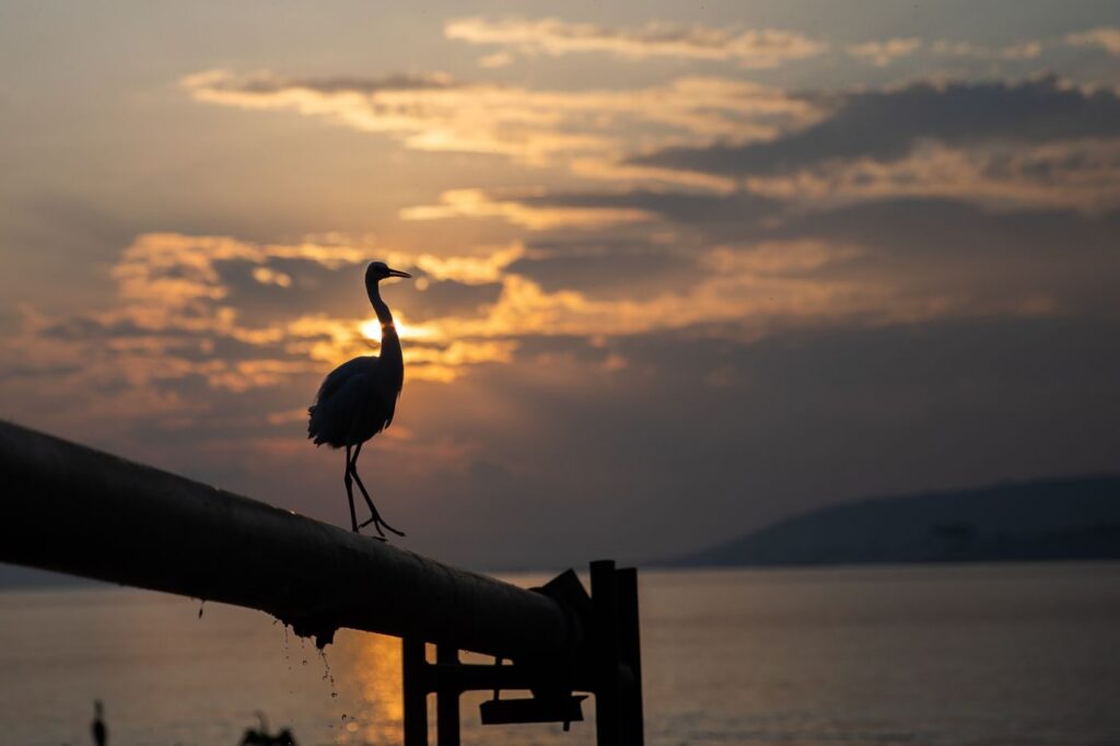 Heron silhouetted against a sunset over Lake Victoria